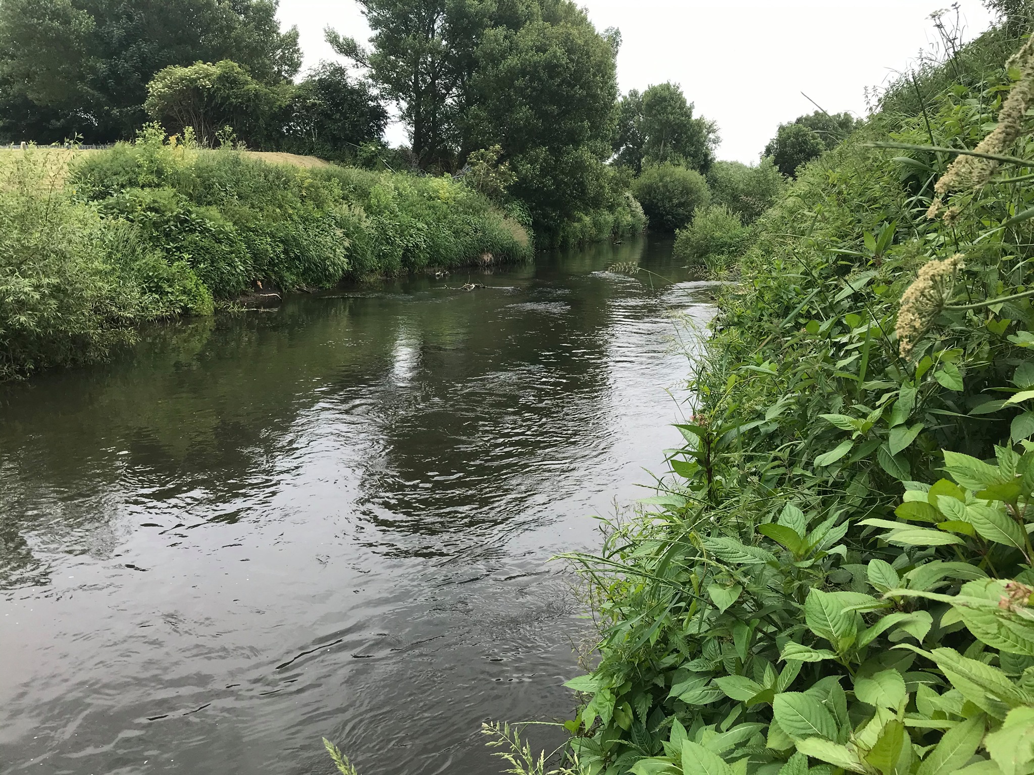Bingham Tench